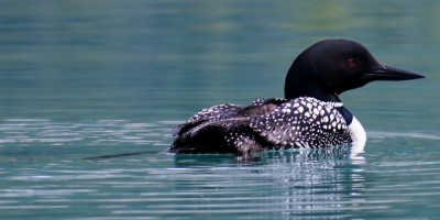 Loon On A Lake Home Page Hero M