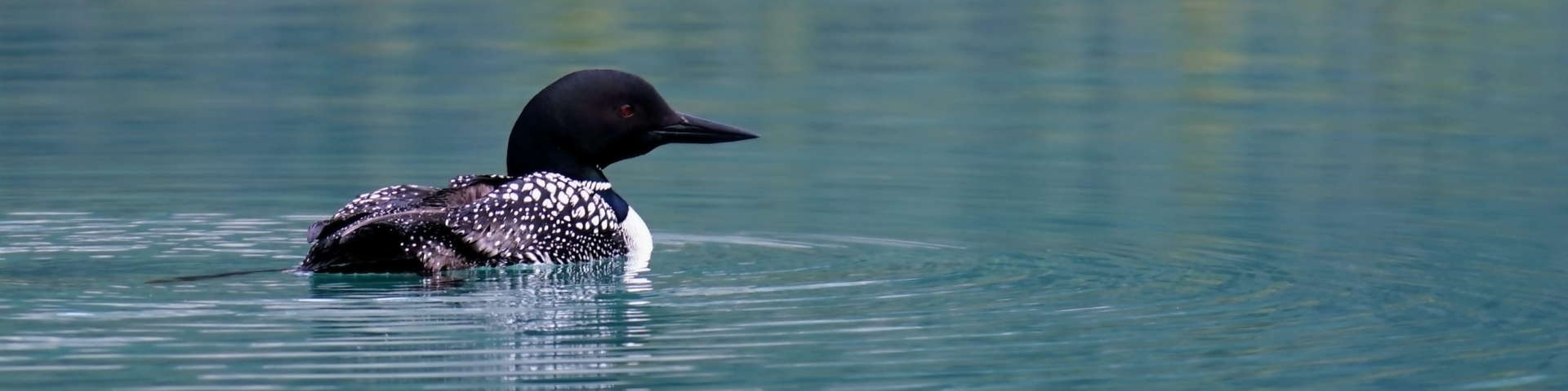 Loon On A Lake Home Page Hero